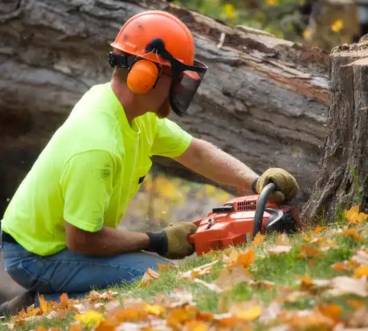 tree services Brownsville